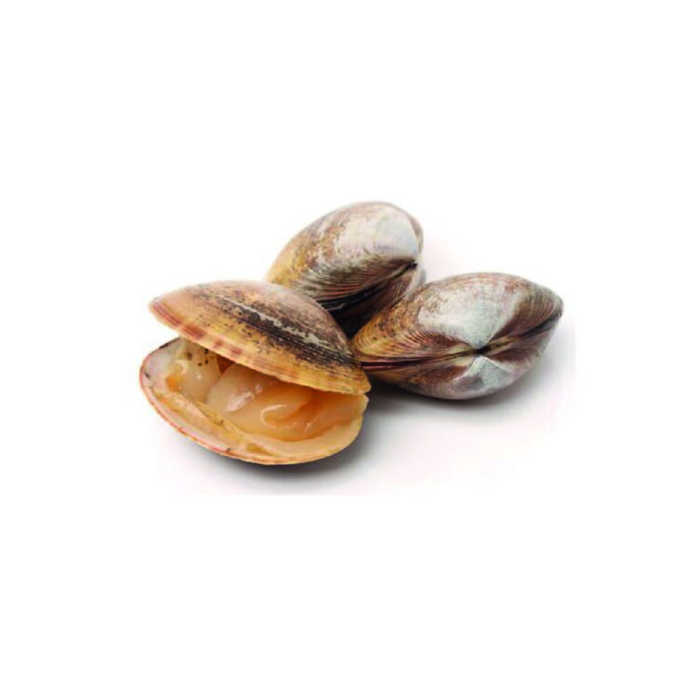 Si Possono Congelare Le Vongole Cotte Con Il Guscio