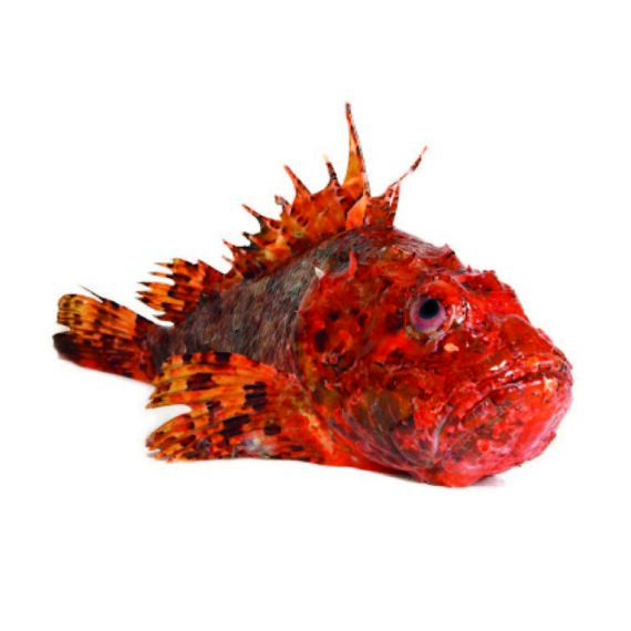 Scorfano Intero 500 1000g Pesce Fresco Online Pesce A Casa Tua Scorfano Intero 500 1000g Pesce Fresco Online Pesce A Casa Tua